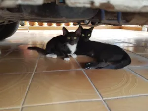 Gato raça SRD-ViraLata idade 2 a 6 meses nome Neném 