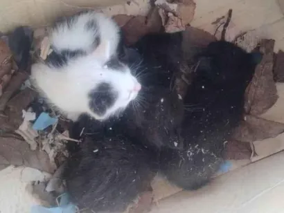 Cachorro raça SRD-ViraLata idade Abaixo de 2 meses nome Gatos 