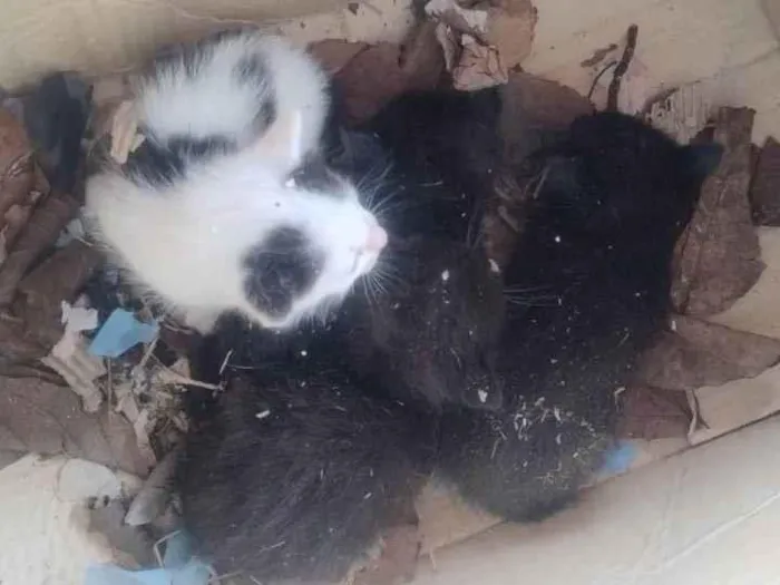 Cachorro ra a SRD-ViraLata idade Abaixo de 2 meses nome Gatos 