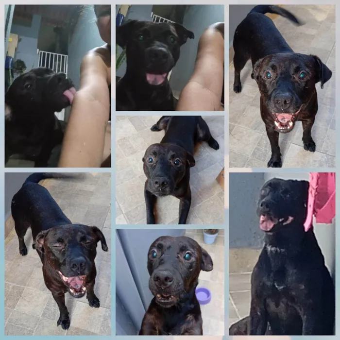 Cachorro ra a SRD-ViraLata idade 1 ano nome Feijão