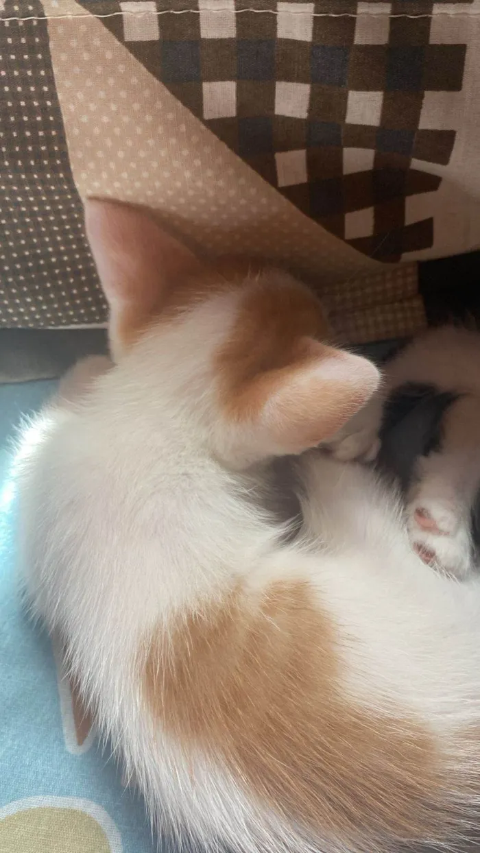Gato ra a SRD-ViraLata idade Abaixo de 2 meses nome sem nome