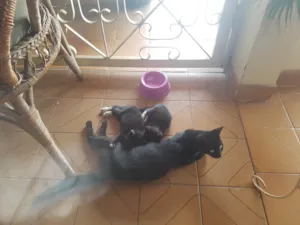 Gato raça SRD-ViraLata idade Abaixo de 2 meses nome São bebês 