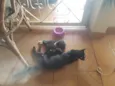 São bebês