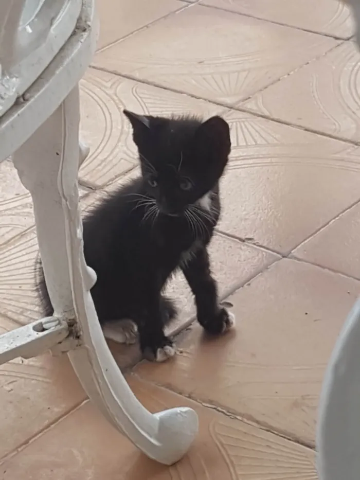 Gato ra a SRD-ViraLata idade Abaixo de 2 meses nome São bebês 