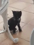 São bebês
