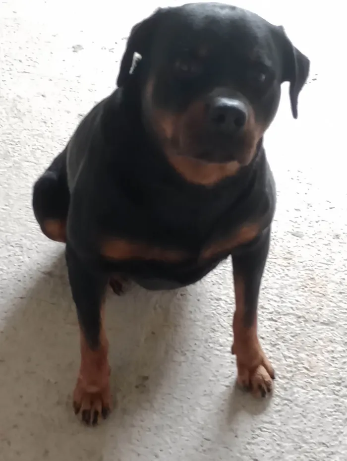 Cachorro ra a Rottweiler idade 4 anos nome zeus