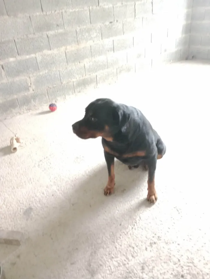 Cachorro ra a Rottweiler idade 4 anos nome zeus