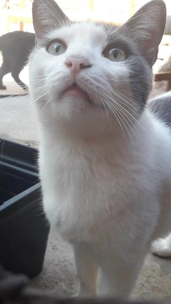 Gato ra a SRD-ViraLata idade 6 ou mais anos nome Tom
