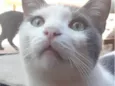 Tom