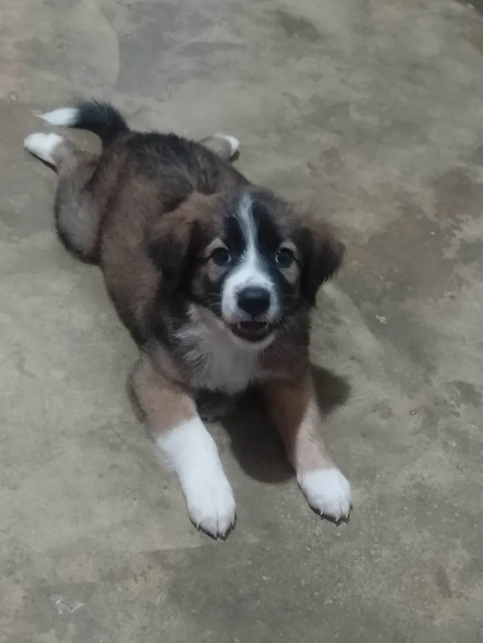 Cachorro ra a SRD-ViraLata idade 2 a 6 meses nome Bethoven