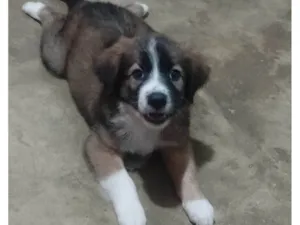 Cachorro raça SRD-ViraLata idade 2 a 6 meses nome Bethoven