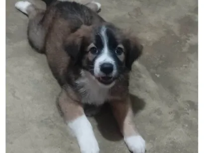 Cachorro raça SRD-ViraLata idade 2 a 6 meses nome Bethoven