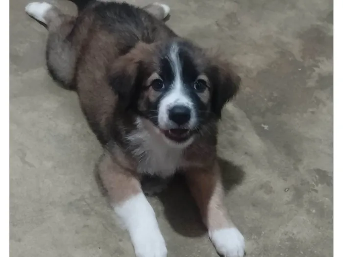 Cachorro ra a SRD-ViraLata idade 2 a 6 meses nome Bethoven