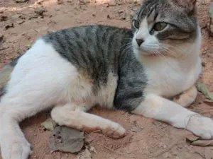 Gato raça SRD-ViraLata idade 4 anos nome Menino