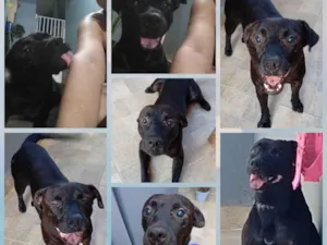 Cachorro raça SRD-ViraLata idade 1 ano nome Feijão
