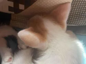 Gato raça SRD-ViraLata idade Abaixo de 2 meses nome sem nome