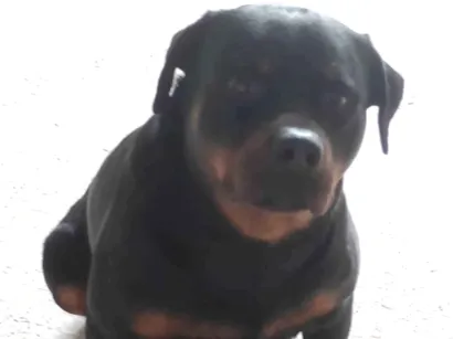 Cachorro raça Rottweiler idade 4 anos nome zeus