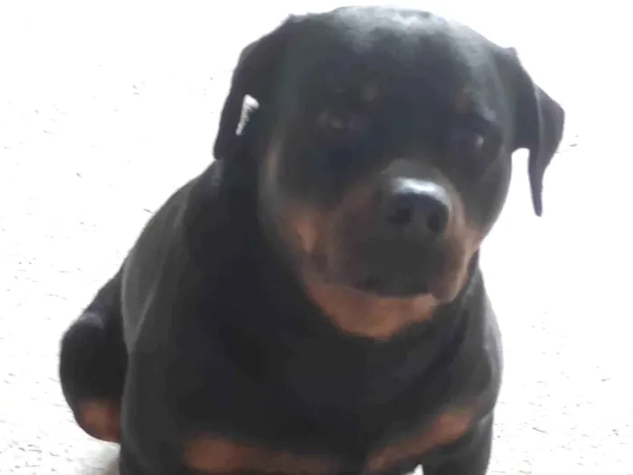 Cachorro ra a Rottweiler idade 4 anos nome zeus