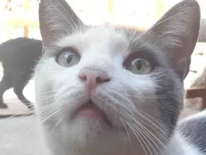 Gato raça SRD-ViraLata idade 6 ou mais anos nome Tom