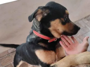 Cachorro raça SRD-ViraLata idade 6 ou mais anos nome Coloquei o nome de spayk 