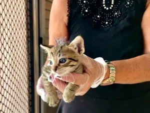 Gato raça SRD-ViraLata idade Abaixo de 2 meses nome Ronron bb50dias