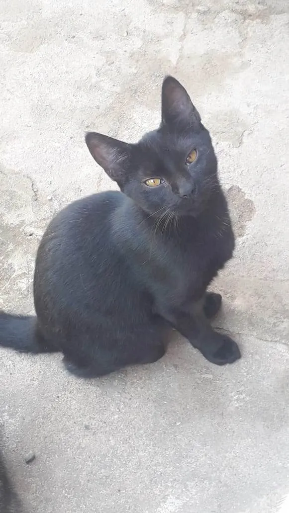 Gato ra a SRD-ViraLata idade 7 a 11 meses nome Direfang