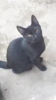 Direfang
