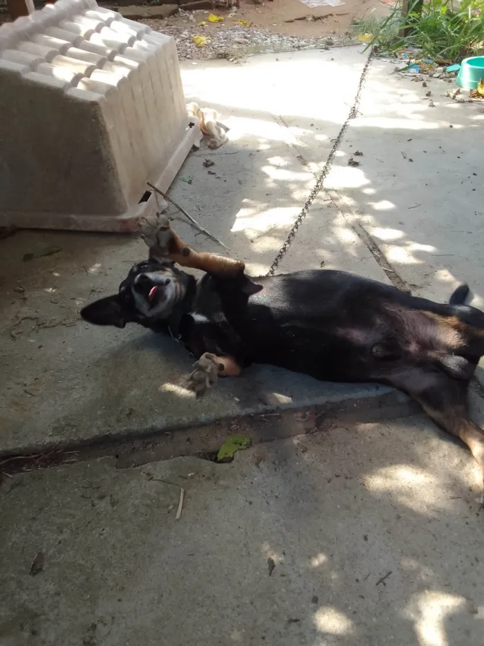 Cachorro ra a SRD-ViraLata idade 3 anos nome Luke