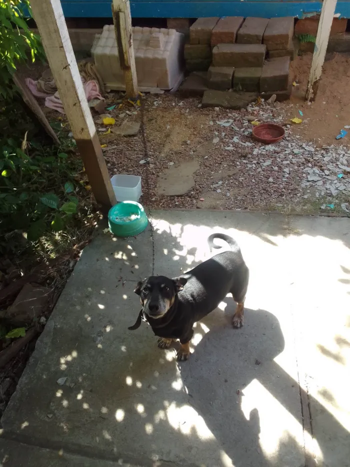 Cachorro ra a SRD-ViraLata idade 3 anos nome Luke