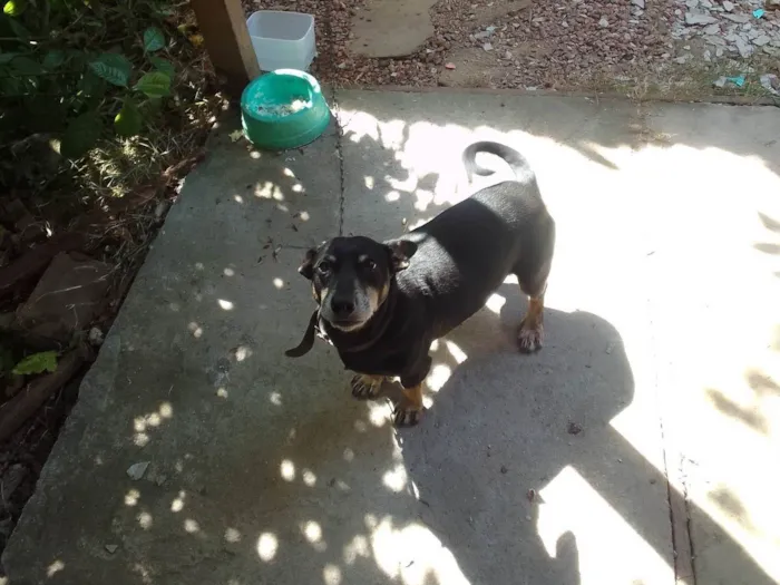 Cachorro ra a SRD-ViraLata idade 3 anos nome Luke
