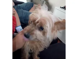 Cachorro raça Shitzu idade 7 a 11 meses nome Porte P Urgente