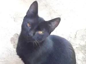 Gato raça SRD-ViraLata idade 7 a 11 meses nome Direfang