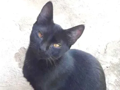 Gato raça SRD-ViraLata idade 7 a 11 meses nome Direfang