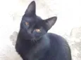 Direfang