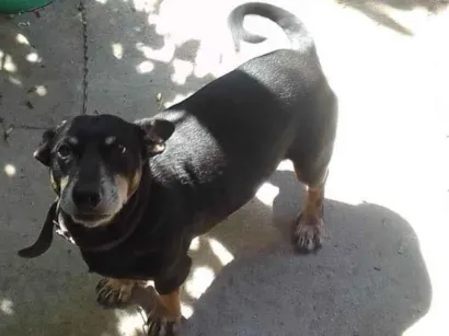 Cachorro raça SRD-ViraLata idade 3 anos nome Luke