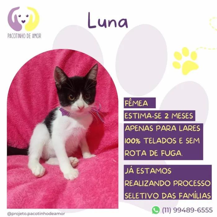 Gato ra a SRD-ViraLata idade Abaixo de 2 meses nome Luna