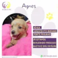 Agnes