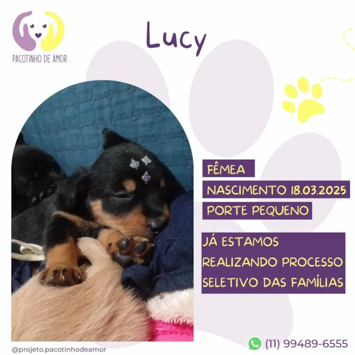 Cachorro ra a SRD-ViraLata idade Abaixo de 2 meses nome Lucy