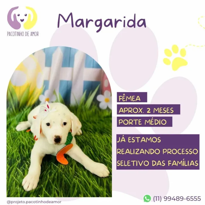 Cachorro ra a SRD-ViraLata idade Abaixo de 2 meses nome Margarida