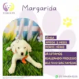 Margarida
