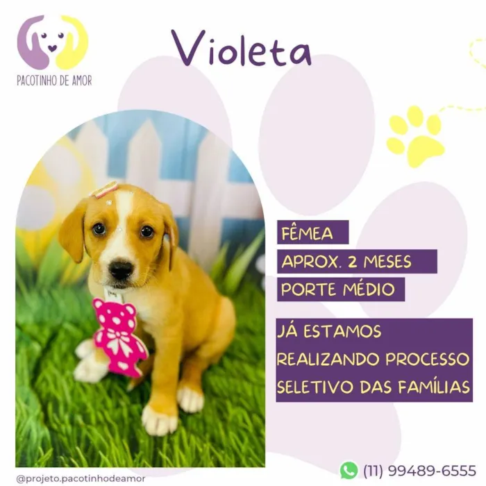 Cachorro ra a SRD-ViraLata idade Abaixo de 2 meses nome Violeta 