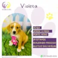 Violeta