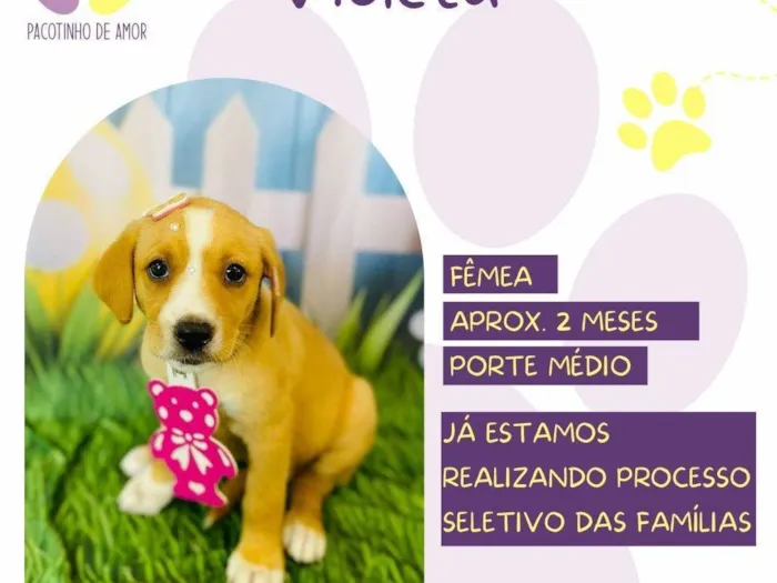 Cachorro ra a SRD-ViraLata idade Abaixo de 2 meses nome Violeta 