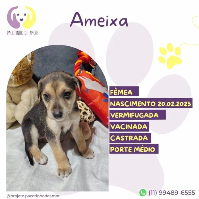 Cachorro ra a SRD-ViraLata idade Abaixo de 2 meses nome Ameixa 