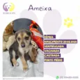 Ameixa