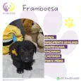 Framboesa