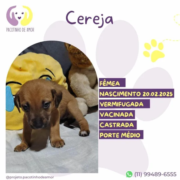Cachorro ra a SRD-ViraLata idade Abaixo de 2 meses nome Cereja