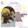 Cereja