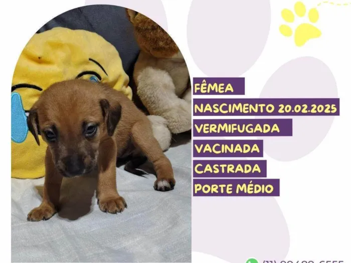 Cachorro ra a SRD-ViraLata idade Abaixo de 2 meses nome Cereja