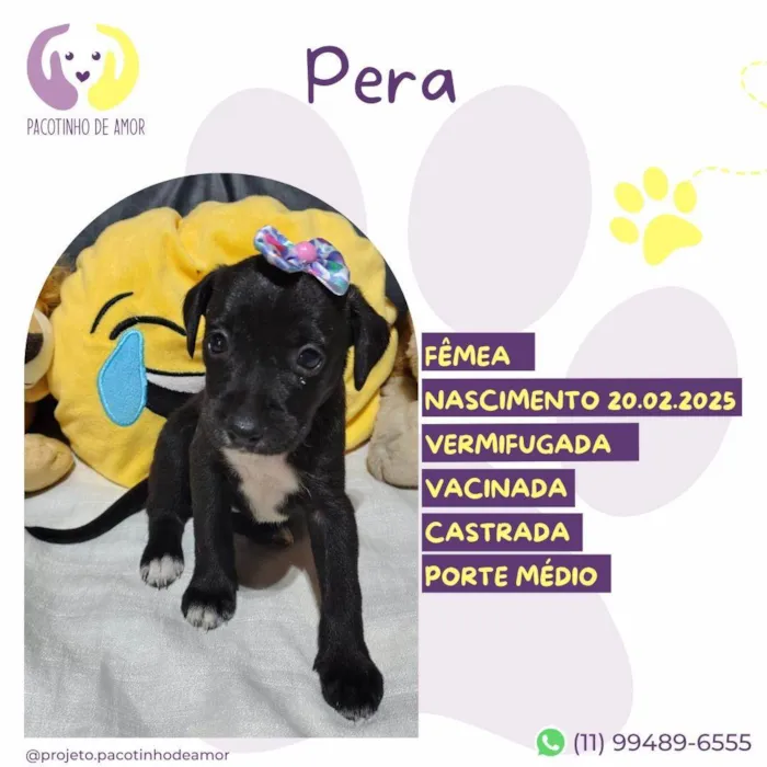 Cachorro ra a SRD-ViraLata idade Abaixo de 2 meses nome Pera
